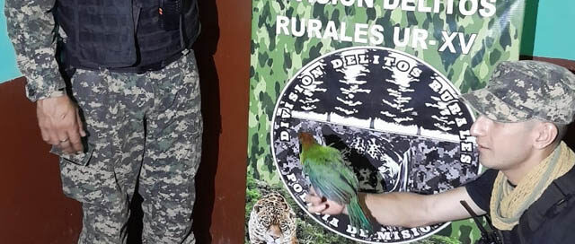 MONTECARLO: Rescatan un ave silvestre protegida en el barrio 9 de Agosto