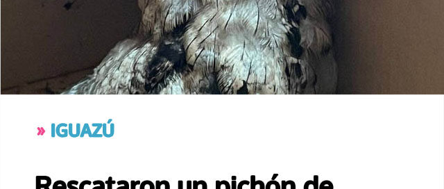 Rescataron un pichón de urutaú hallado en una vivienda
