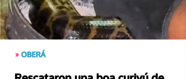 Rescataron una boa curiyú de tres metros y un tatú mulita en operativos de protección de fauna en Misiones