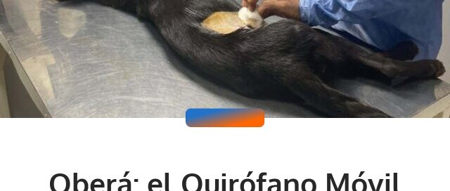 Oberá: el Quirófano Móvil realizó 30 castraciones gratuitas en el barrio Caballeriza